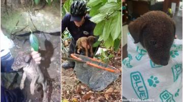 Filhote de cachorro é resgatado de ribanceira por equipe ambiental da GCM de Santos