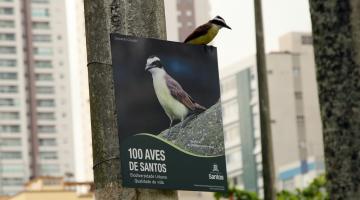 Santos apresenta ações em maior encontro sobre observação de aves do Brasil