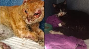 Codevida trata de duas gatas queimadas no incêndio da Vila Gilda em Santos
