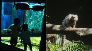 Diversão garantida: visitações ao Aquário e Orquidário de Santos crescem até 30% no final de ano