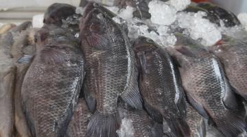 Sexta-feira Santa terá 11 pontos de venda de pescados em Santos