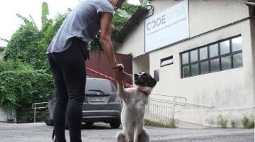 Santos estimula ação voluntária de interação com os pets que vivem nos abrigos