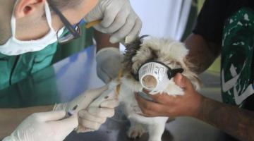Com ações preventivas e integradas, Santos garante controle da Leishmaniose em animais