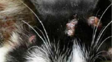 imagem mostra lesão na pele de gato #paratodosverem