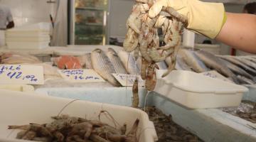 Mercado de Peixes de Santos tem festival com camarão cinza a partir de R$ 29,99
