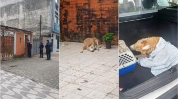 GCM de Santos resgata cão em situação de maus-tratos na Vila Mathias