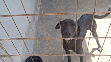 cachorro por trás de grade. #paratodosverem 