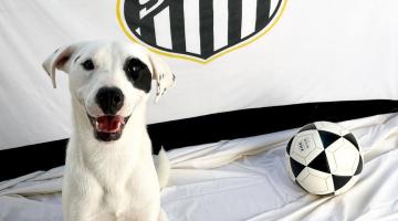Codevida promove evento de adoção de cães e gatos no Santos F.C