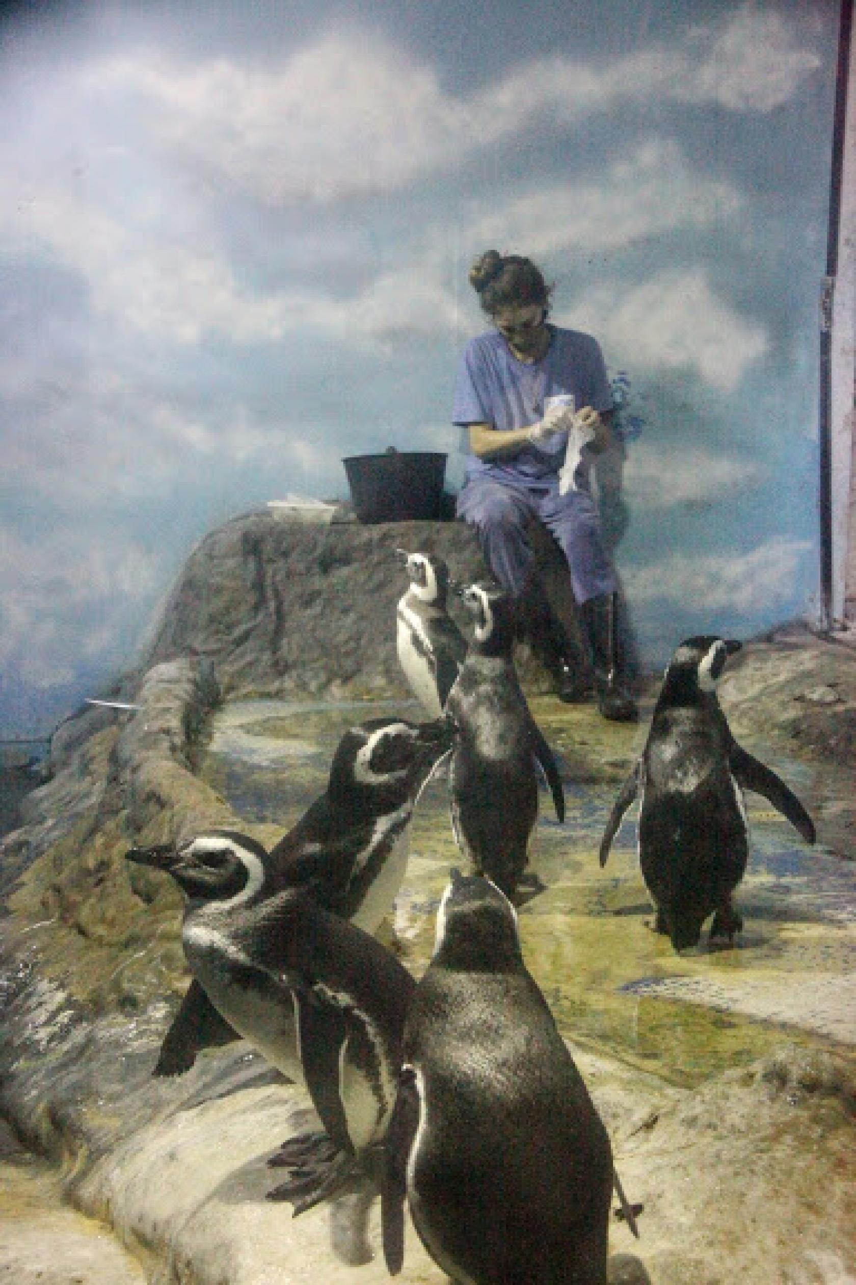 Pinguins estão em tanque. Um deles está junto à tratadora. #Paratodosverem