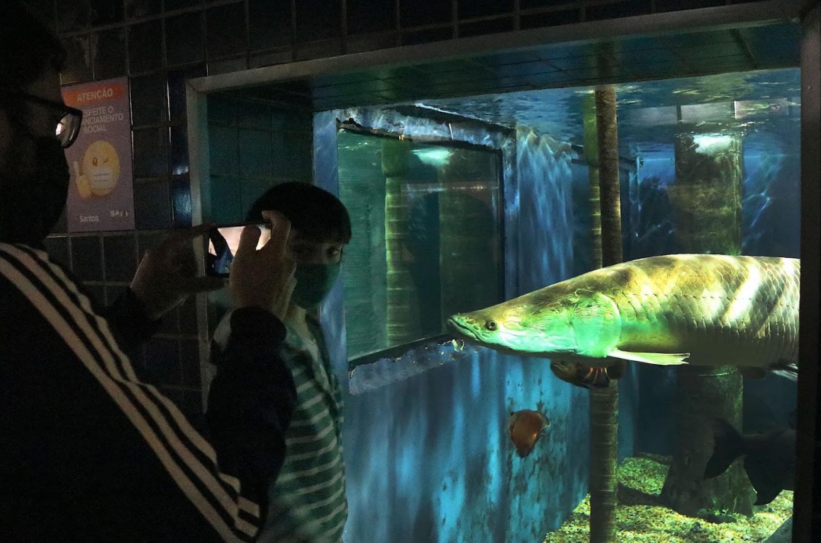 duas pessoas observam grande peixe dentro de tanque no aquário. #paratodosverem
