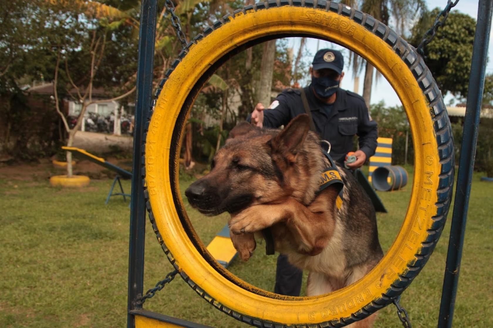 pastor alemão salta e passa no meio de uma roda. Ele está em treinamento. A imagem mostra o animal em primeiríssimo plano, como guarda aofundo. Eles estão em um jardim. #paratodosverem