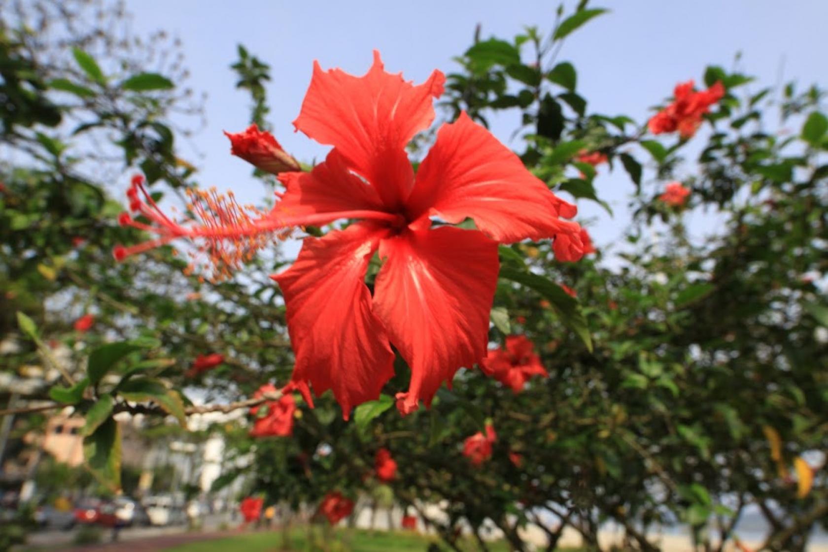 hibisco vermelho em primeiro plano com outras flores menores atrás. #paratodosverem