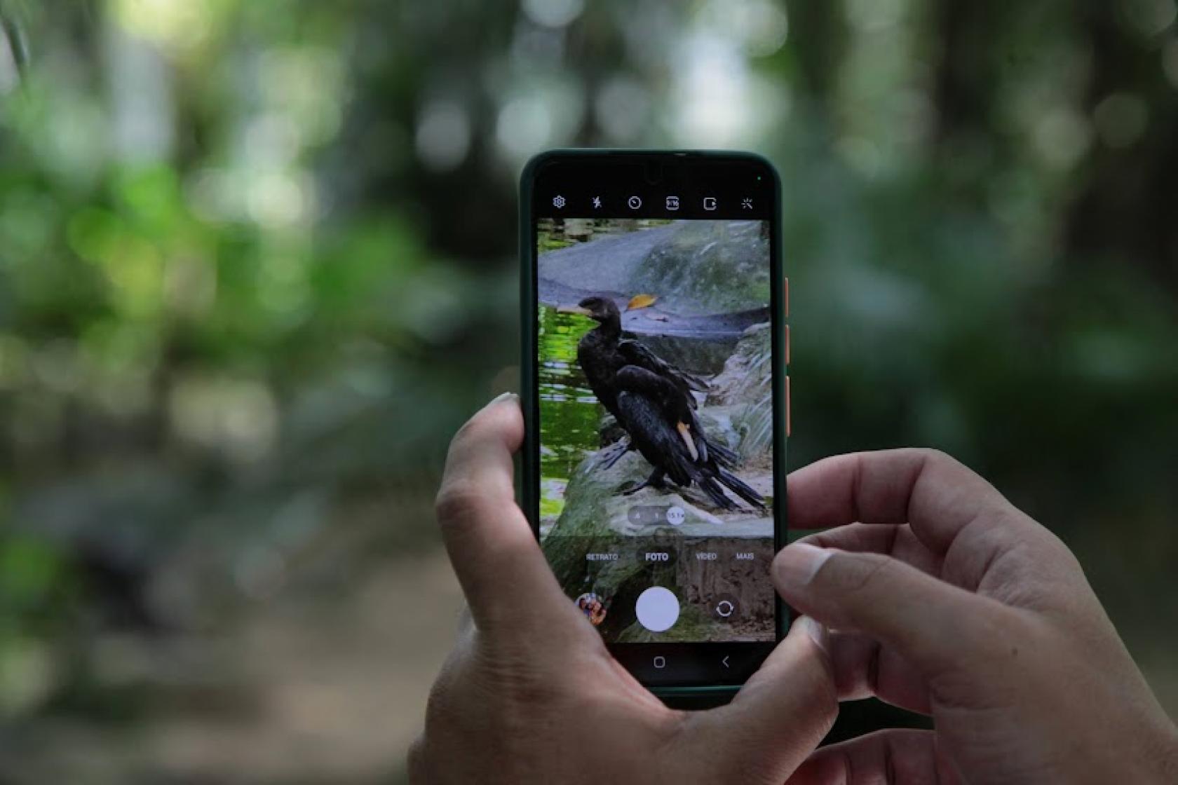 pessoa fotografa ave com celular #paratodosverem