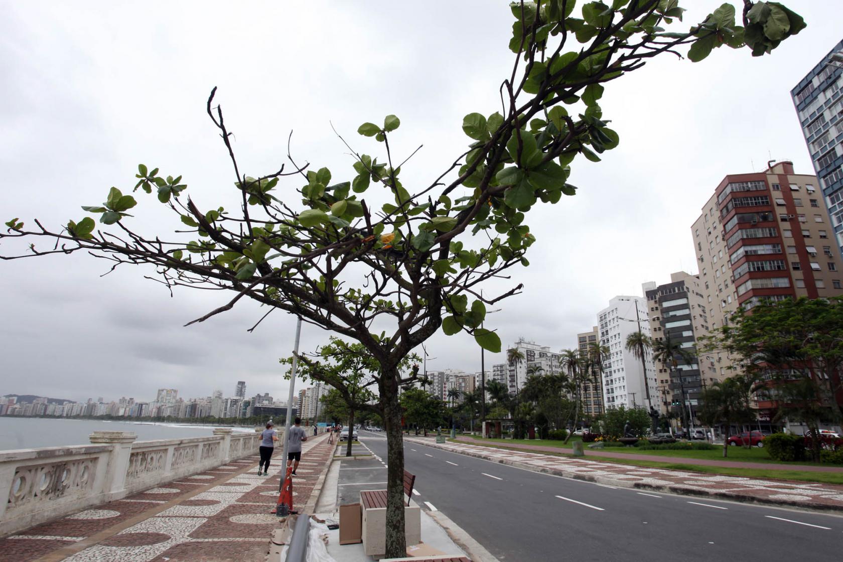árvore plantada em trecho já revitalizado #pracegover