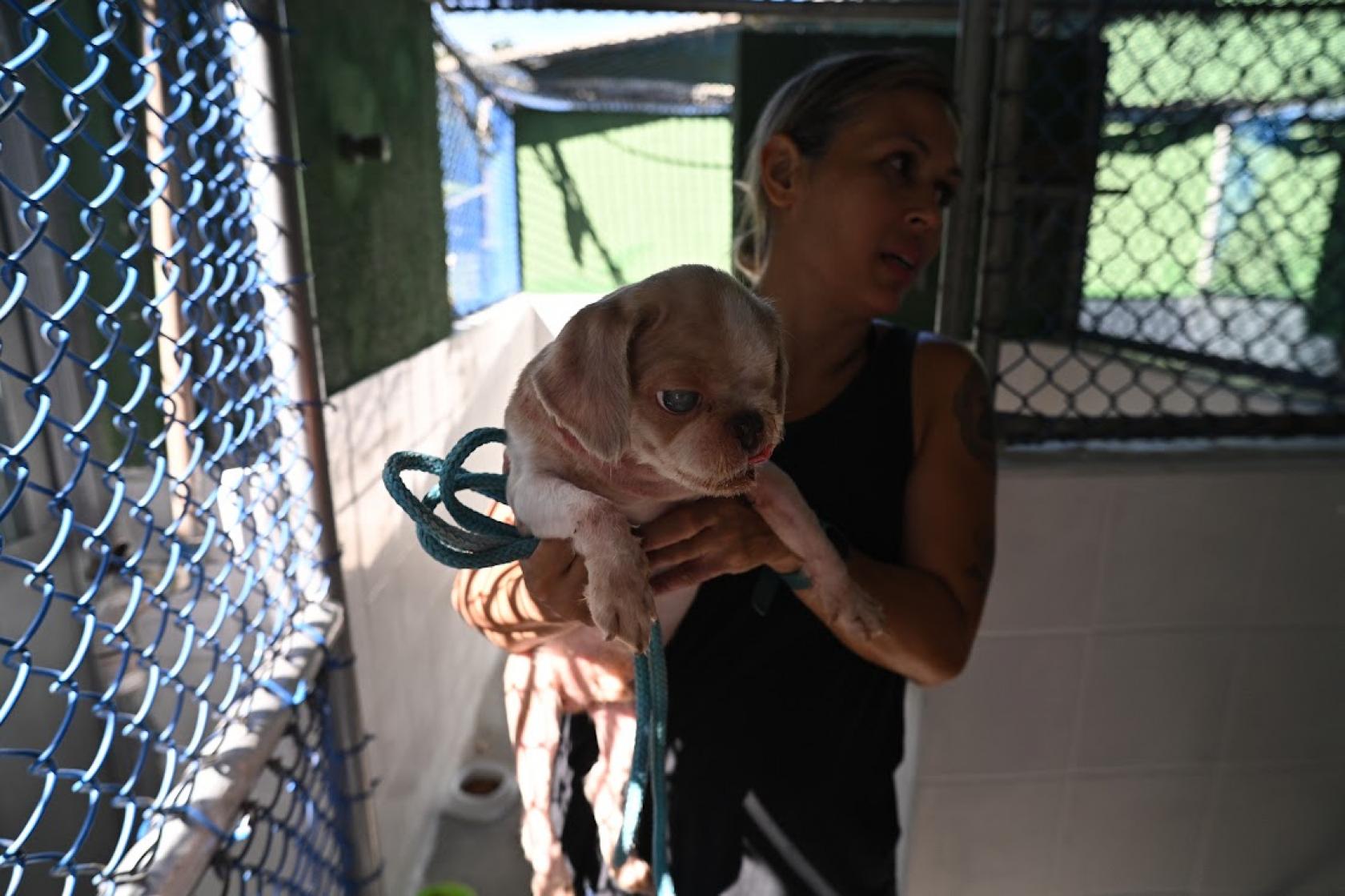 mulher segura cachorro #paratodosverem 