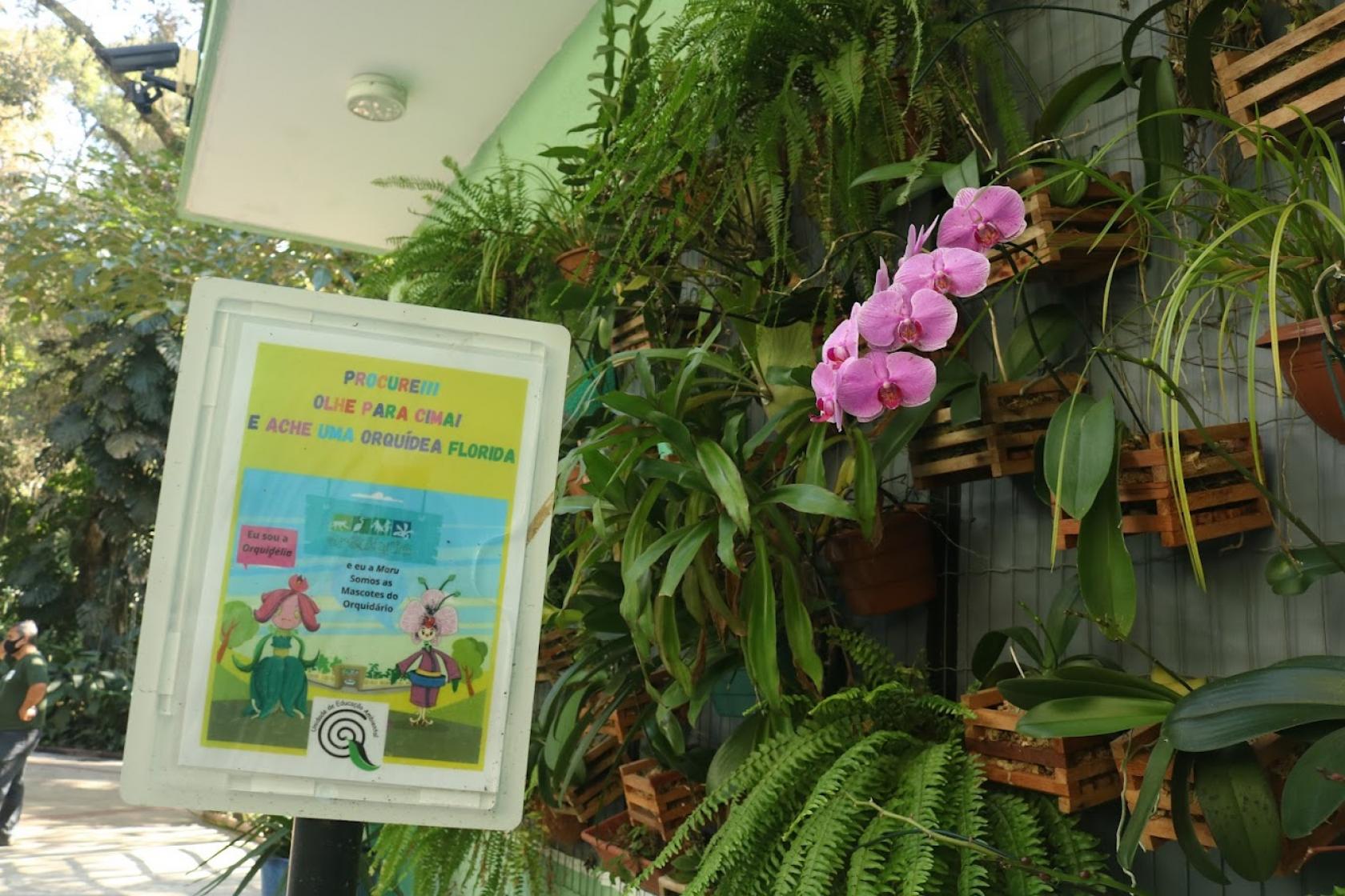 orquídea ao lado de placa alertando os visitantes para procurar as espécies no alto das árvores. #paratodosverem