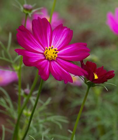 flores #paratodosverem