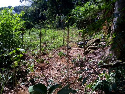 marcações de locais onde foram plantadas as árvores #paratodosverem 