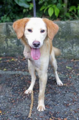cachorro para adoção na codevida #paratodosverem