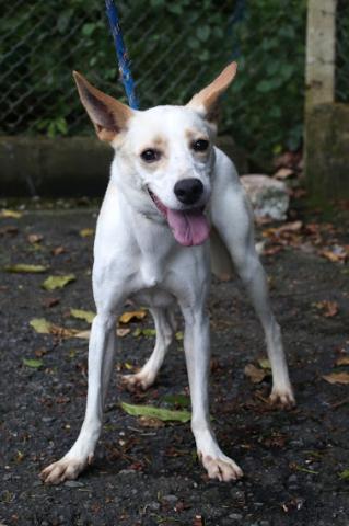 cachorro para adoção na codevida #paratodosverem