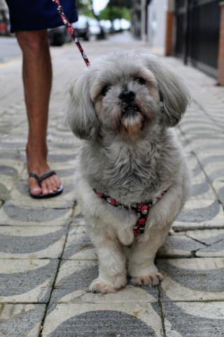 cachorro na calçada #paratodosverem 