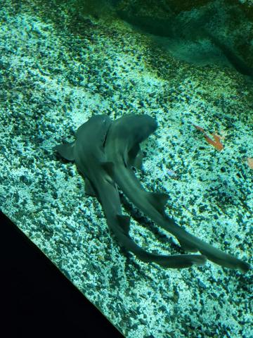 Dois tubarões dentro do aquário acasalando. #paratodosverem