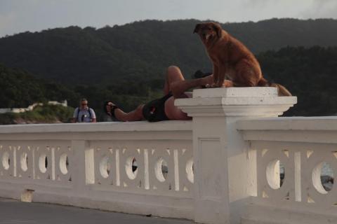 cachorro em cima da mureta #paratodosverem