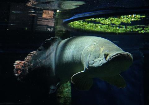 peixe-boi dentro do tanque. #paratodosverem