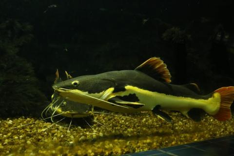 Tubarão no aquário #paratodosverem