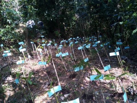 Demarcações de árvores que foram plantadas em espaço no morro. #paratodosverem