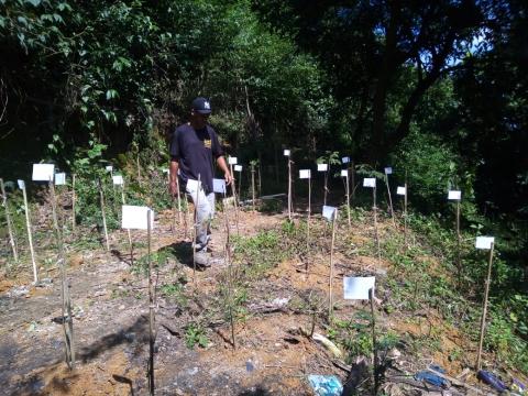 Demarcações de árvores que foram plantadas em espaço no morro. #paratodosverem