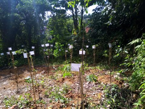 Demarcações de árvores que foram plantadas em espaço no morro. #paratodosverem