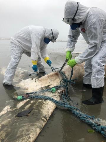 Profissionais tirar rede de baleia morta. #paratodosverem