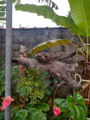 o animal no meio das plantas