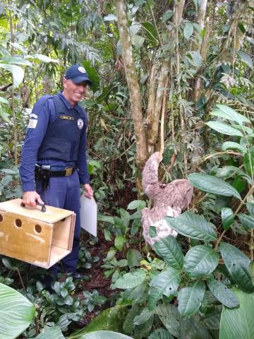 guarda se aproxima de animal em árvore