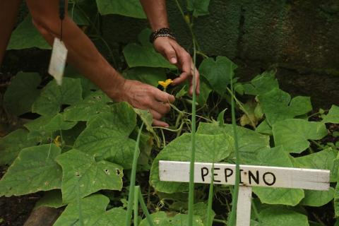 close de horta com plantão de pepino, identificado por pequena placa. #paratodosverem