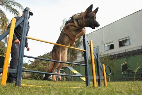 cão salta sobre barreira. #paratodosverem