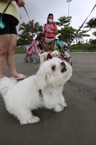 cão de pequeno porte com guia. #paratodosverem