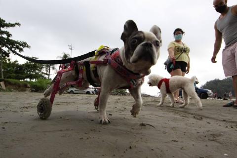 cão com suporte de rodas nas patas de trás está com guia. Não se vê o tutor. Ao fundo, uma pessoa guia um cão. Todos estão caminhando na areia. #paratodosverem