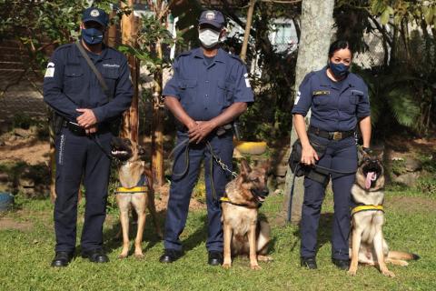 tres cães ao lado de três guardas municipais. #paratodosverem