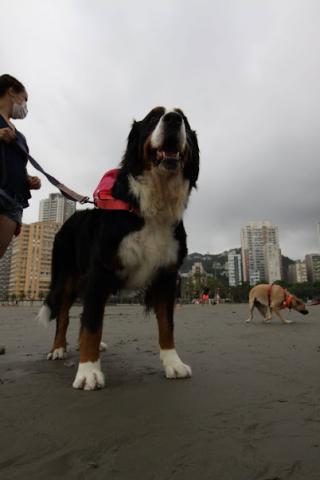 close cão na areia com guia e dirigido por tutor. #paratodosverem