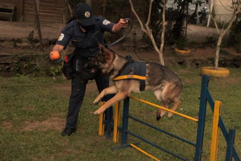 cão salta sobre barreira. Um guarda está ao lado. #paratodosverem