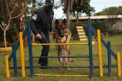 cão salta sobre barreira. #paratodoverem
