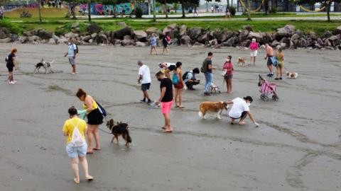 cães na faixa de areia guiados por tutores que recolhem detritos do solo. #paratodosverem