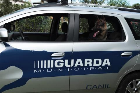 cão está no banco de trás de viatura da guarda municipal. #paratodosverem