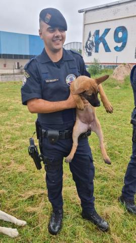 pequeno cão estão nas mãos de um guarda municipal 