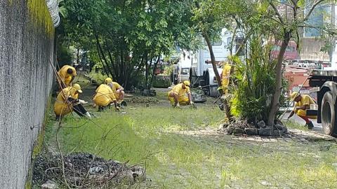 homens capinam calçada coberta por mato. #paratodosverem