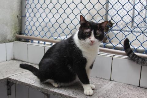 gato branco e preto. #paratodosverem