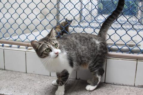 gato branco e rajado de branco e cinza. #paratodosverem