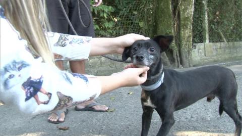 cão sem uma pata traseira recebe carinho de uma mulher. #paratodosverem